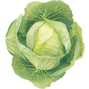 Cabbage PNG image-8813